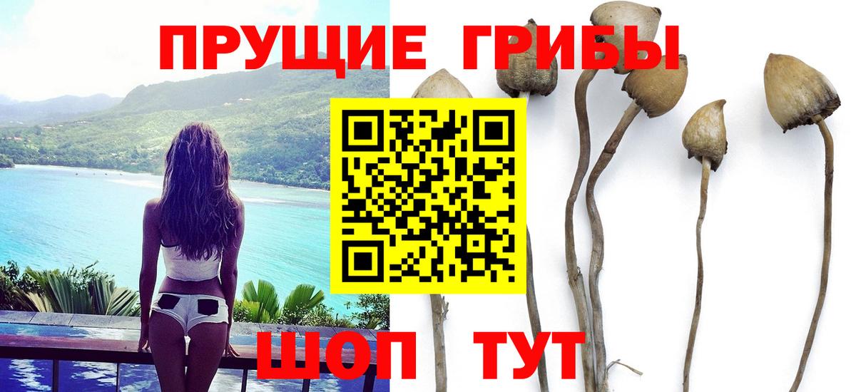 Малгобек  сколько стоит  Вход с VPN  Галлюциногенные грибы мицелий 